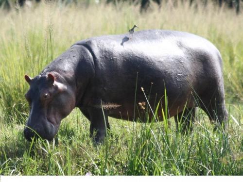 Факты о бегемотах. Интересные факты о гиппопотаме: вещи, которые вы не знали о бегемоте 13 Факты о бегемотах. Интересные факты о гиппопотаме: вещи, которые вы не знали о бегемоте 13