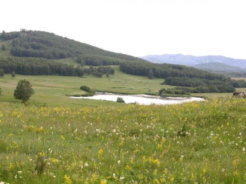 Растения степи. Степной калейдоскоп, или Что в степи растет