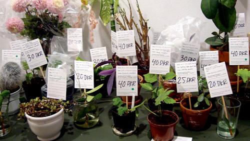 Кактус интересные факты для детей. 10 интересных фактов о, кактусах 02