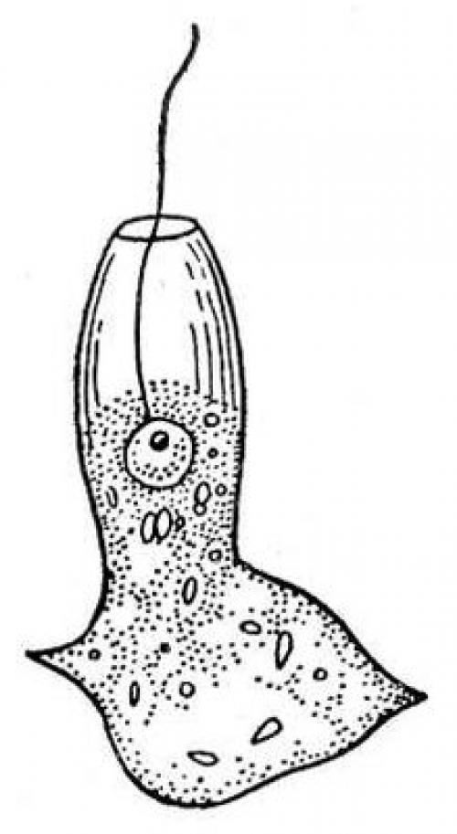 Интересные факты о морских губках. Морские губки 08