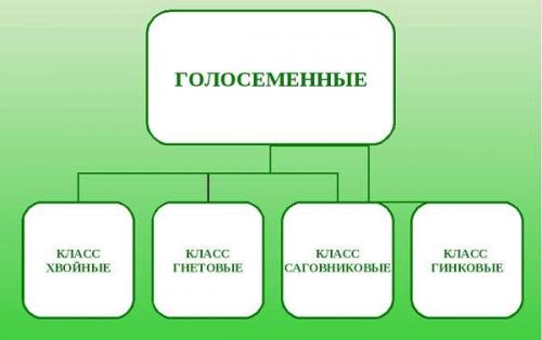 Необычные голосеменные растения. Голосеменные растения общая характеристика и примеры