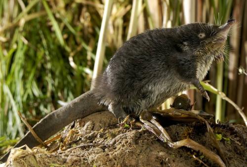 Выхухоль птица. Выхухоль – самое странное животное России
