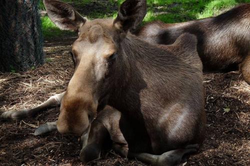 Интересные факты о кабанах. Интересное о кабанах 14