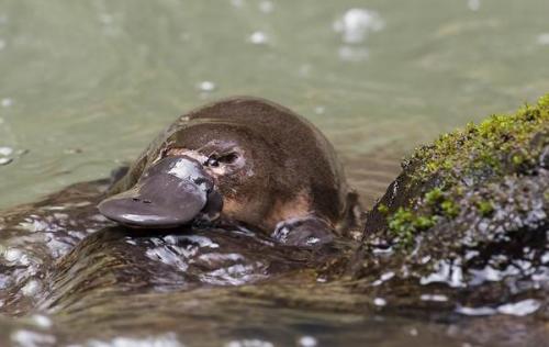 Животное утконос интересные факты. Описание и особенности