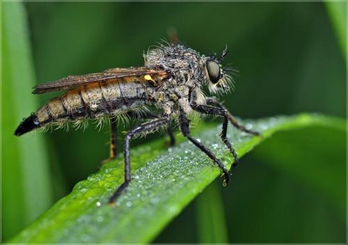 Животные степей евразии. Животный мир степей