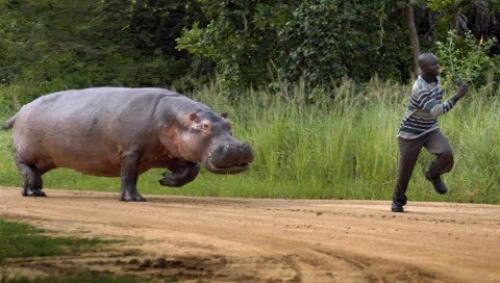 Бегемот разбрасывает хвостом. Особенности