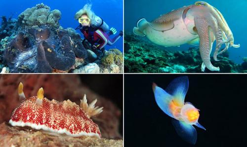 Интересные биологические факты о моллюсках. Интересные факты о моллюсках + Видео