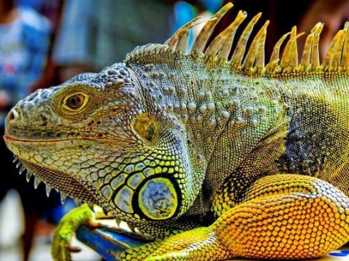 Интересные факты о чешуйчатых. Представляем интересные факты о ящерицах