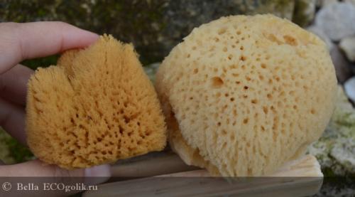 Информация о морских губках. Морские губки 05