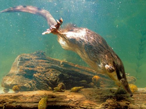 Выхухоль интересные факты. 10 фактов о выхухоли 04