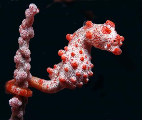 Морской конек анатомия. Морской конек: Беременные отцы, шахматы и феминизм