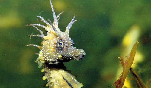 Ok google, как выглядит морской конёк. Происхождение вида и описание