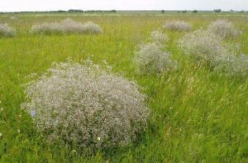 Факты о степи. Интересные факты о перекати-поле