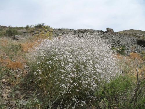 Растения Красной книги. Редкие растения Красной книги Казахстана