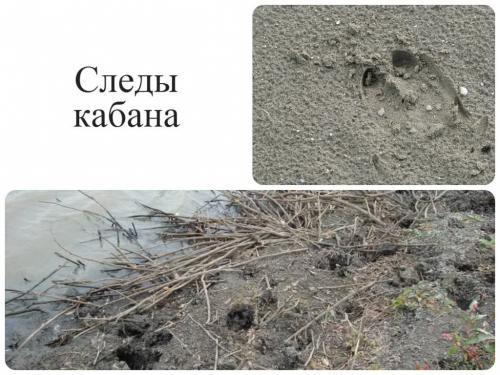 Кабан интересные факты. Интересное о кабанах 31