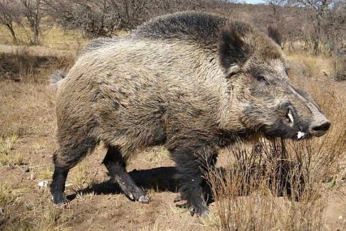Кабан интересные факты. Интересное о кабанах 35