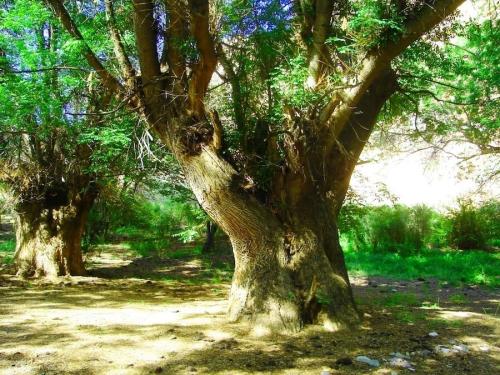 Растения Красной книги. Редкие растения Красной книги Казахстана