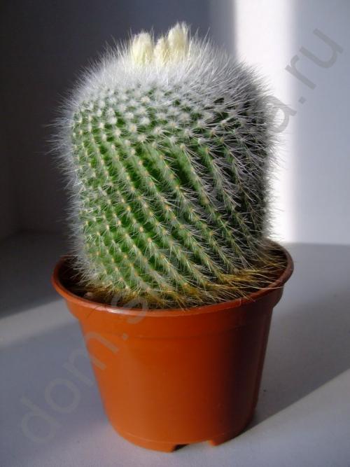 Кактус интересные факты для детей. 10 интересных фактов о, кактусах 16