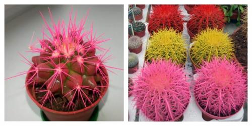 Листья, кактуса. Микс цветные, кактусы