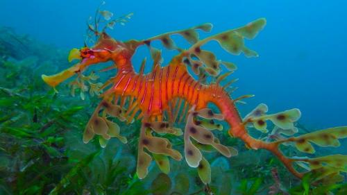 Морской конек анатомия. Морской конек: Беременные отцы, шахматы и феминизм