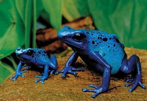 Интересные факты земноводные. Амфибии (земноводные) интересные факты 14 Интересные факты земноводные. Амфибии (земноводные) интересные факты 14