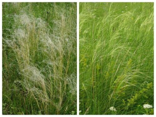 Растения степи. Степной калейдоскоп, или Что в степи растет