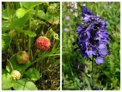 Растения степи. Степной калейдоскоп, или Что в степи растет