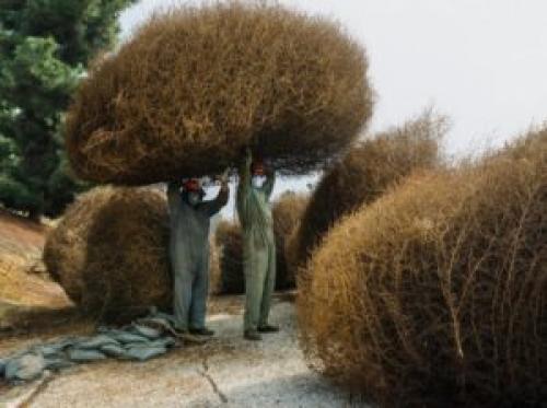 Факты о степи. Интересные факты о перекати-поле