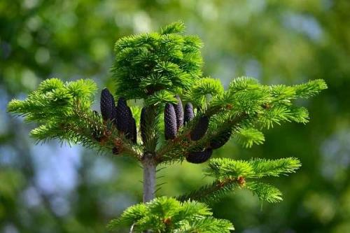 Необычные голосеменные растения. Голосеменные растения общая характеристика и примеры