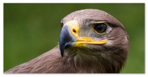 План сообщения о степном орле. Степной орёл — хищный и верный