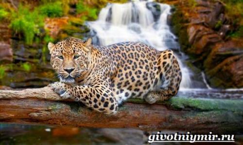 Интересные факты о животных Южной Америки. Мир фауны Южной Америки и его особенности