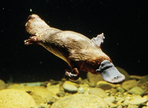 Утконосы. Краткое описание утконоса