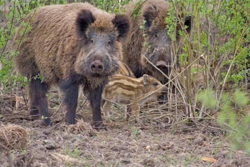 Самка кабана. Виды кабанов