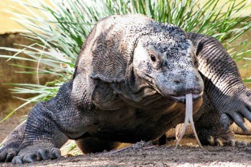 Интересные факты о чешуйчатых. Представляем интересные факты о ящерицах