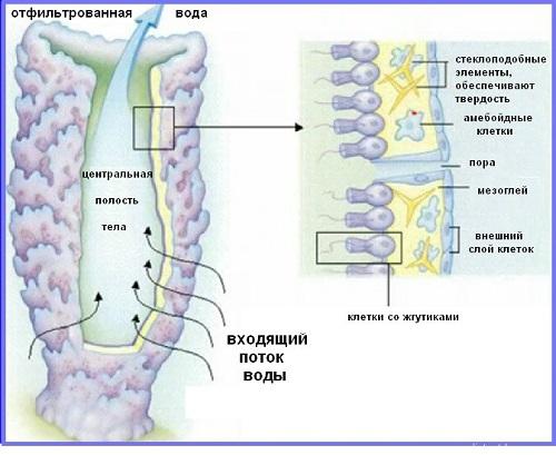 Интересные факты о морских губках. Морские губки 09