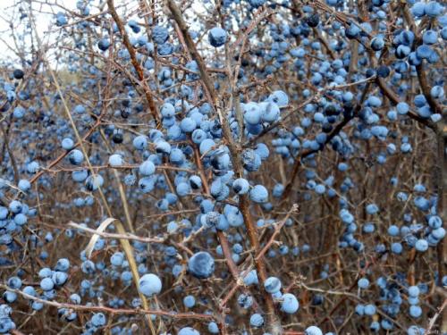 Черного моря растения и животные. Растения и животные побережья Черного моря: описание обитателей суши и фото природы черноморского побережья.