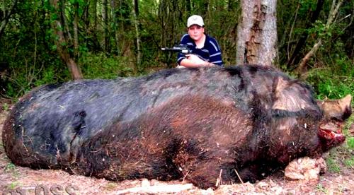 Кабан интересные факты. Интересное о кабанах