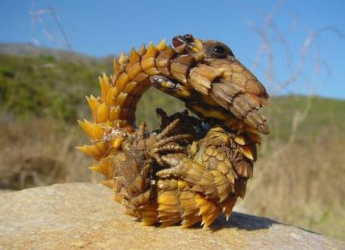 Интересные факты о чешуйчатых. Представляем интересные факты о ящерицах