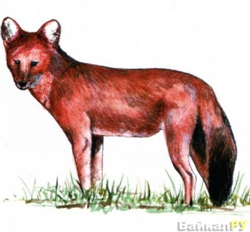 Красный волк интересные факты для детей. Чем питается красный волк? 04