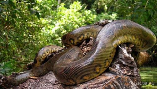 Интересные факты о пресмыкающихся. Интересные факты о рептилиях