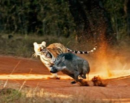 Все про дикого кабана. Как выглядит кабан