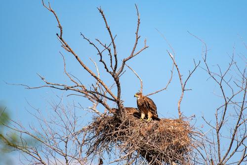 Крымский орел. Гнездо Крымского Императорского орла. 2019 г.