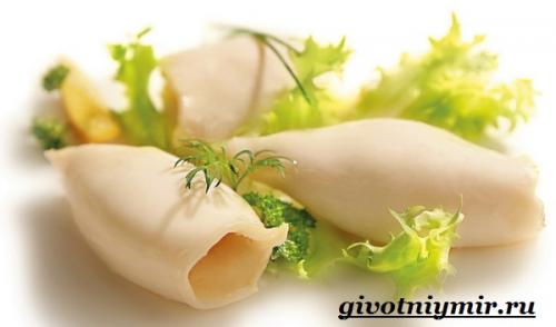 Строение кальмара. Описание и особенности кальмара