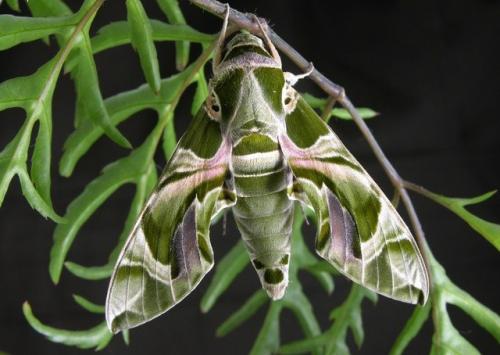 Черного моря растения и животные. Растения и животные побережья Черного моря: описание обитателей суши и фото природы черноморского побережья.
