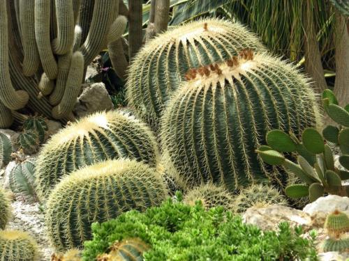 Интересные факты о, кактусах (2 фото) 12
