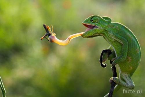 Интересные факты о пресмыкающихся. Интересные факты о рептилиях