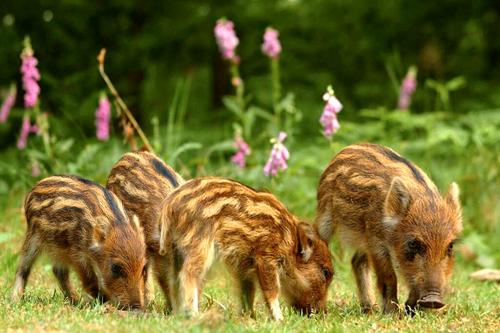 Интересные факты о кабанах для детей. Интересное о кабанах