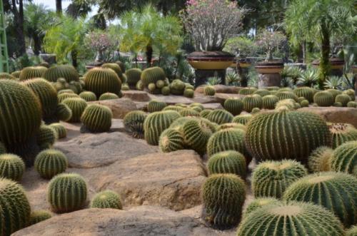 Интересные факты о, кактусах (2 фото) 07