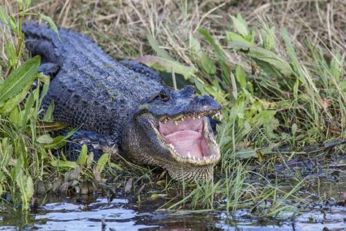 Удивительная северная Америка. 5 удивительных животных живущие только в Северной Америке.