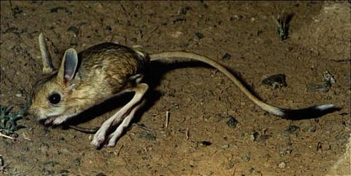 Сообщение о тушканчике. Тушканчик – животное пустыни и степи: описание с фото, картинками и видео, чем питается в пустыне. Виды: большой, длинноухий, пустынный тушканчики.